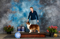 Miniature American Shepherd #11 Fri BOBGCHM Judge Paul F Willhauck