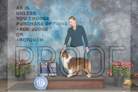 Miniature American Shepherd #11 Fri BOBGCHM Judge Paul F Willhauck__JP_4376_San Antonio_2024_HR3
