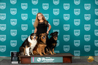 English Shepherd #475 Rally All Stars