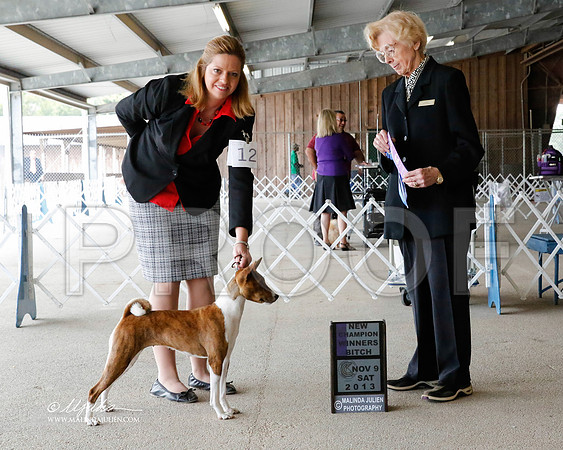 Basenji-2821-HstnNov13-HR
