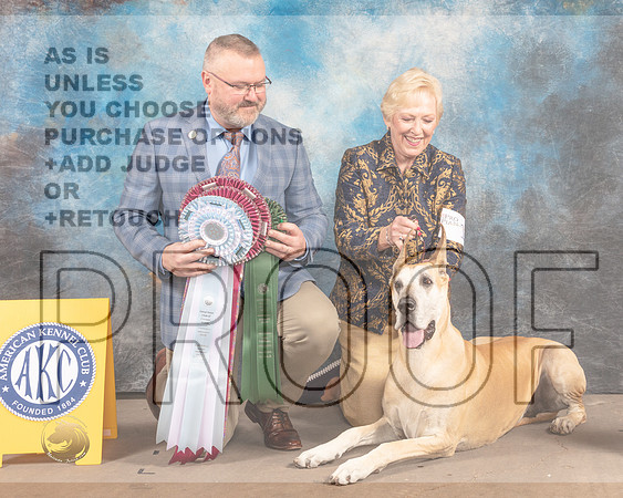 Great Dane #10 Fri BVBOHSB Judge Jason Hoke-MMJ_6964-FW2022-HR3