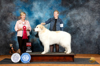 Great Pyrenees #6 Fri G2 Judge Karen Hynek