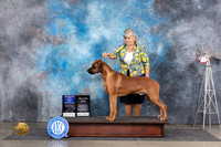 Rhodeisan Ridgeback #? Fri BOWWDM Judge Ann Roth