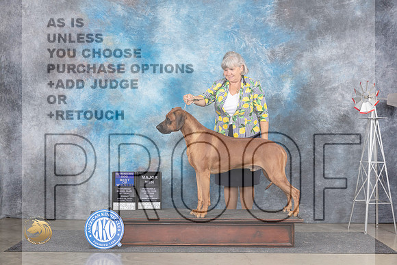 Rhodeisan Ridgeback # Fri BOWWDM Judge Ann Roth__JP_5658_Amarillo_2024_HR3