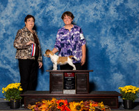 Russel Terriers #10 Sun Best Op Skaggs Teresa Rachel Judge Mrs Pamela B Peat