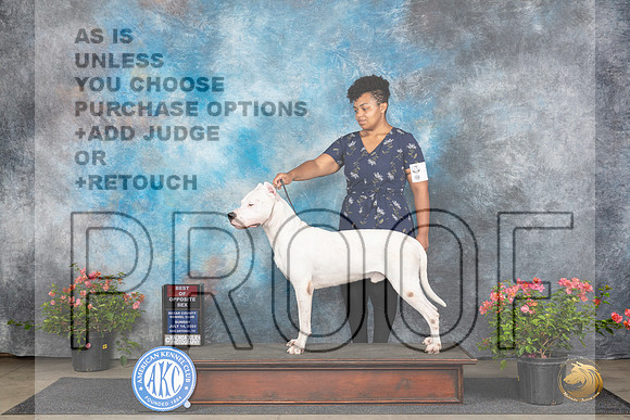 Dogo Argentino #7 Sun BOS Judge Paul F Willhauck__JP_5771_San Antonio_2024_HR3