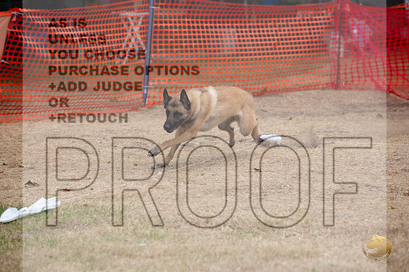 Precision Coursing Longview WA 2024 Belgian Malinois _JJL_3351_Longview WA_2024_HR3