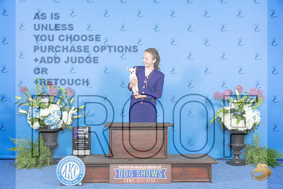 Chihuahua Smooth #12 THUR WBM Judge Sandra Lex__JP_7986_Houston_2024_HR3