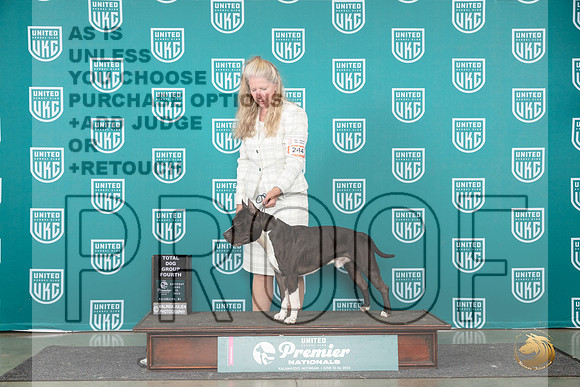American Pit Bull Terrier #244 Sat TDG4 Judge Diane Price__JP_2659_Premier_2024_HR3
