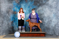 Vizsla #8 FRi BOBBOWWBCH Judge Linda Hurelbaus