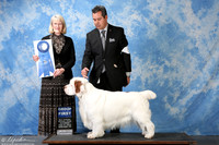 Spaniel Clumber #5 Sat G1 Sanches Joseph III & Carla Sanchez Agent Jorge Olivera Judge Mrs Nancy Simmons +A2