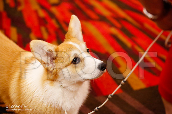 _JJ_9409-HstnCorgiFeb2015-HR3