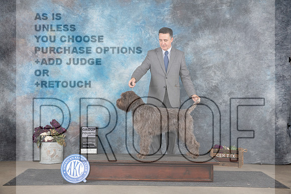 Wirehaired Pointing Griffon #6 Sat G4 Judge Gloria Kerr__JP_7498_Belton_2024_HR3