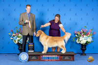 Golden Retriever #26 SAT BOB Judge Ronald Freeman