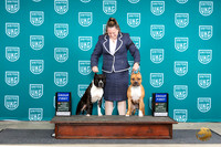 American Pit Bull Terrier #124 Fri G1 Valerie #134 Fri G1 Pam