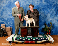 French Bulldog #11 Fri OHG2 +A2