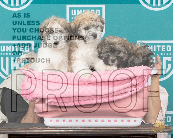 Lowchen Pups 2__JP_2245_Premier_2024_HR3