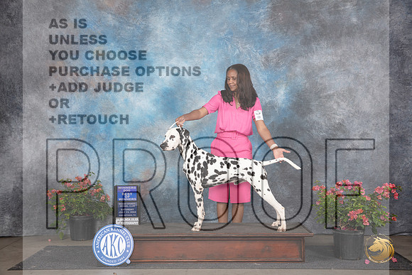 Dalmation #7 Sat WDBOW Judge Karen McFarlane __JP_5141_San Antonio_2024_HR3