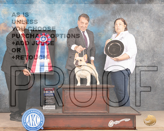 French Bulldog #7 Sat BIS Judge Thomason Stanfield Jr-MMJ_4301-Abilene2022-HR3