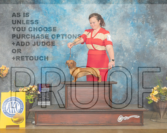 Dachsund Smooth #10 Thur WBBOS Judge Eugene Black-MMJ_8772-NWARK2022-HR3