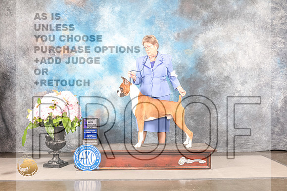 Boxer #49 SUN WD Judge John WadeBoxer #49 SUN WD Judge John Wade_MJ_8172_Houston_2022_HR3_Houston_2022_HR3