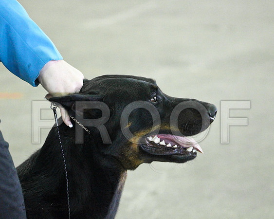 Group Herding Saturday - 0004