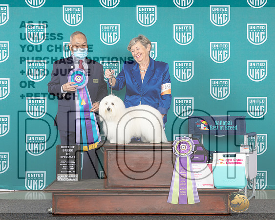 Coton de Tulear #653 Wed BISS Judge Stan Matsumoto_JP_0226_Premier_2024-HR3
