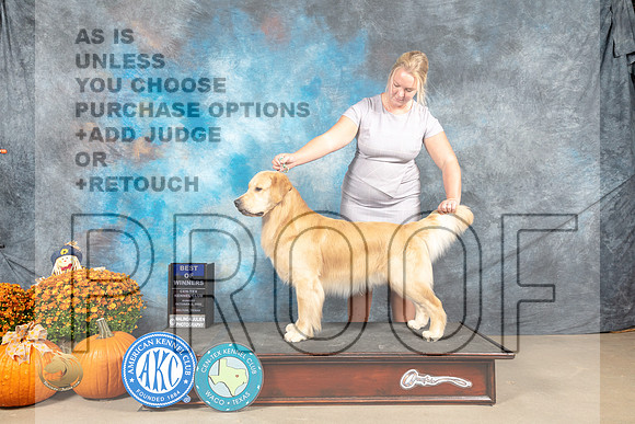 Golden Retriever #9 Sun WBBOW Judge Steve Keating_MJ_6451_Belton_2022_HR3