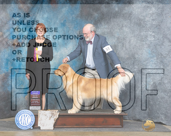 Golden Retriever #31 Sat BOBOHBOB Judge Linda Hurlebaus-_JP_4761e_Fayetteville2024-HR3