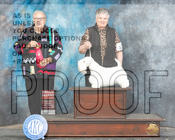 Sealyham Terrier #10 Sat G2 Judge Denny Mounce-_JP_5298e_Fayetteville2024-HR3