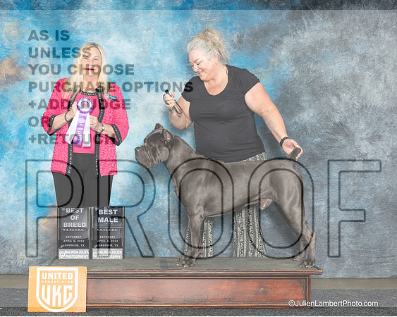 Cane Corso #148 Sat BOBBM Judge Kathy Short-_JP_2527e_UKCLongview Apr 2024-HR3