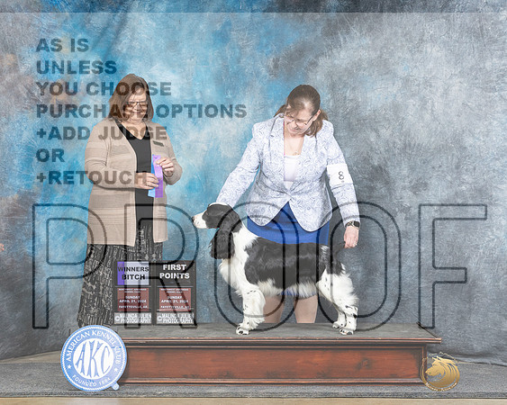 English Springer Spaniel #8 Sunn WB Judge Elizabeth Muthard-_JP_5740e_Fayetteville2024-HR3