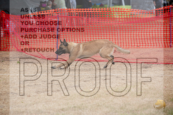 Precision Coursing Longview WA 2024 Belgian Malinois _JJL_3349_Longview WA_2024_HR3