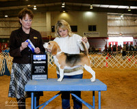 Beagle 15 #12 Sat BOW Stephanie Kirkland  Judge Bonnie Threlfall