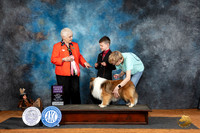 Sheltand Sheepdog #J7 Fri RBJr Judge Suzanne Dillin