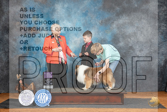 Sheltand Sheepdog #J7 Fri RBJr Judge Suzanne Dillin__JP_7337_MARSHALL_2024_HR3
