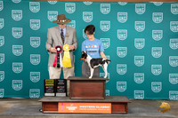 Rat Terrier #121 Fri G4 Total Dog Judge Allan Krenek