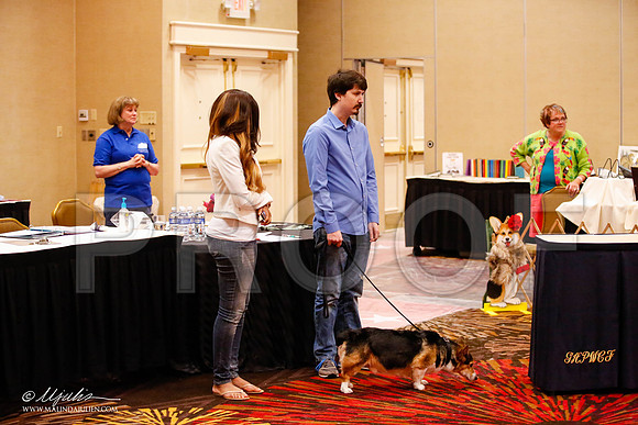 _JJ_0981-HstnCorgiFeb2015-HR3