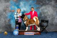 Akita #11 Wed BOB Judge Ridgway