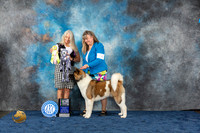 Akita #14 Wed BIS Judge Carol Davis