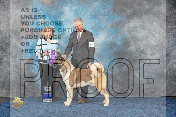 Akita #7 Wed WD BOW Judge RidgwayMJP_0942_HOUSTON_2023_HR3