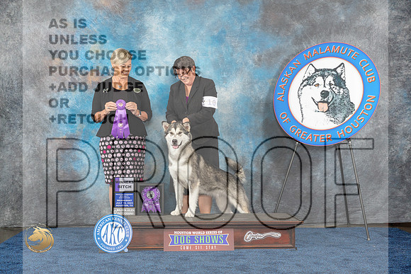 Alaskan Malamute #10 Wed WB MAJ Judge PatersonMJP_0545_HOUSTON_2023_HR3