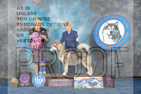 Alaskan Malamute #16 Wed BOB BOB OH Judge Paterson RESHOOTMJP_0534_HOUSTON_2023_HR3