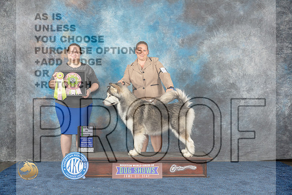 Alaskan Malamute #26 Wed BISweeps Judge Kimberly BettandorfMJP_1354_HOUSTON_2023_HR3