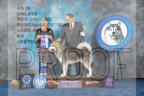 Alaskan Malamute #7 Wed BOW WD MAJ Judge PatersonMJP_0540_HOUSTON_2023_HR3
