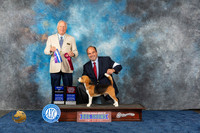 Beagle 15 #11 Wed BOW Judge Eric Liebes