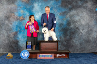Bichon Frise #15 Wed BISS Judge Joan Lucas Liebes