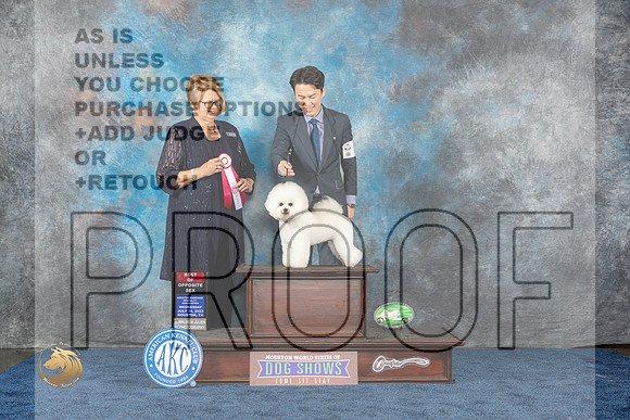 Bichon Frise #16 Wed BOS Judge LaneMJP_0587_HOUSTON_2023_HR3