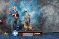Border Terrier #10 Wed WBBOS Judge Duff Harris