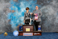 Boston Terrier #21 Wed BISS Judge Howard
